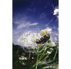 Insects 46